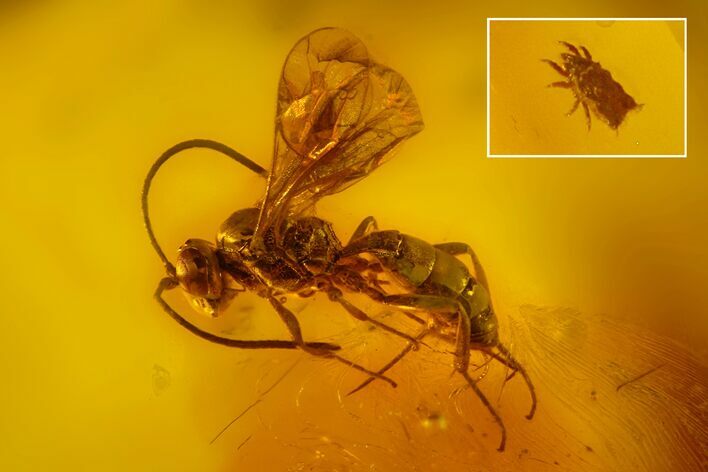 Detailed Fossil Wasp (Hymenoptera) and Mite (Acari) in Baltic Amber #166200